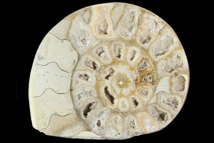 Polished Ammonite (Hildoceras) Fossil - England #103979